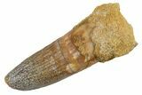 Juvenile Fossil Spinosaurus Tooth - Feeding Worn Tip #345899-1